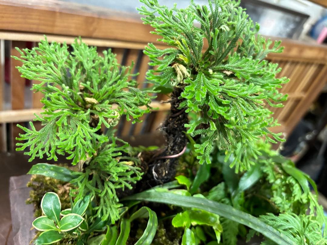 自家製，イワヒバの寄せ植え盆栽 山野草盆栽 自然風景スタイルの苔玉 激安
