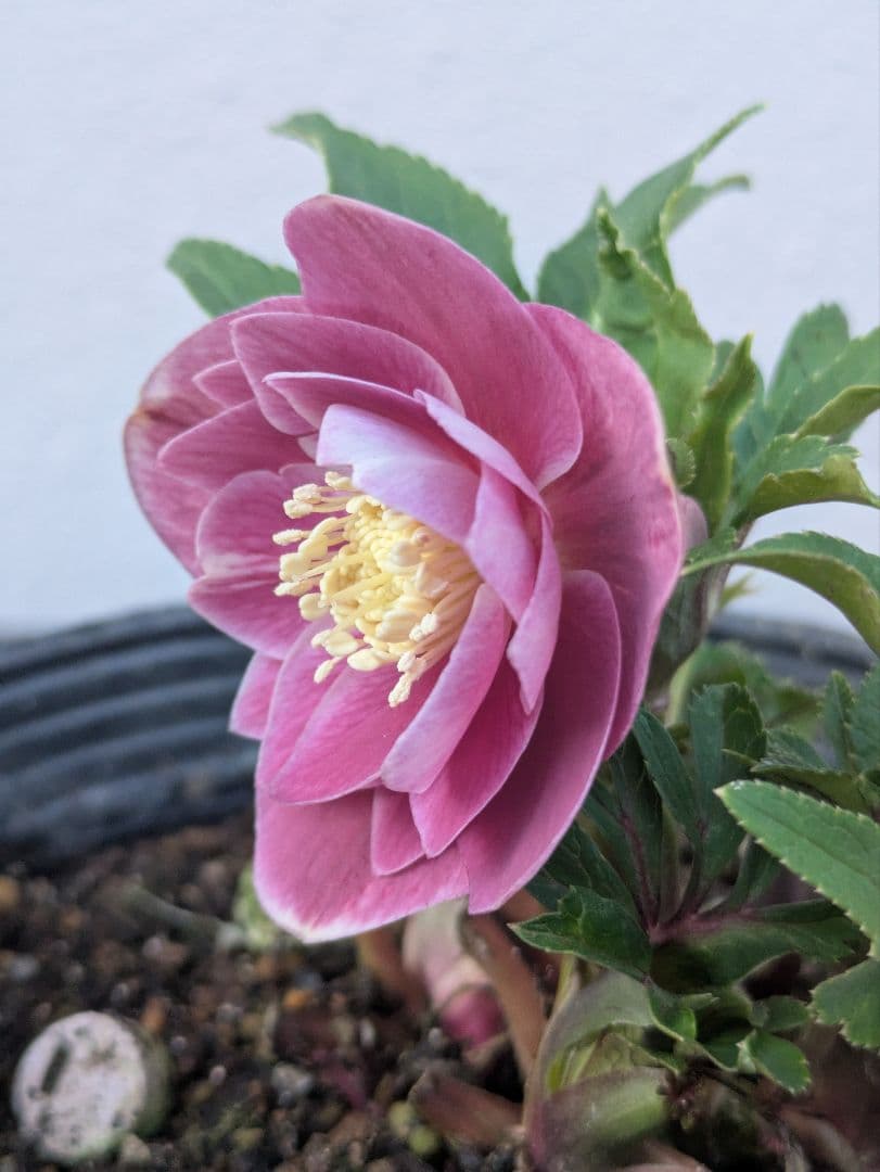 【広瀬園芸】クリスマスローズ ソレイユ系 オーレアdd リバーシブル