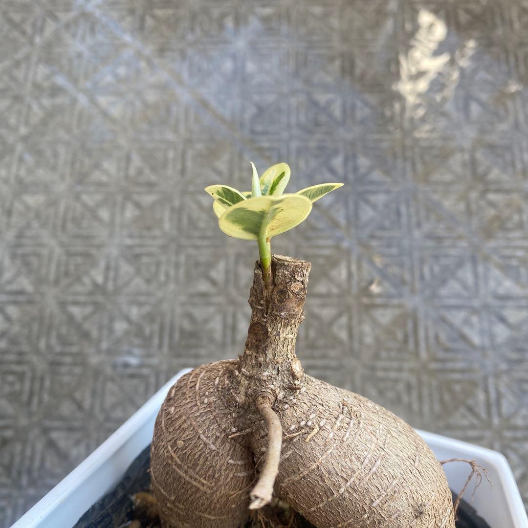 パンダガジュマル 斑入り 超希少 接木 鉢込 発根済み