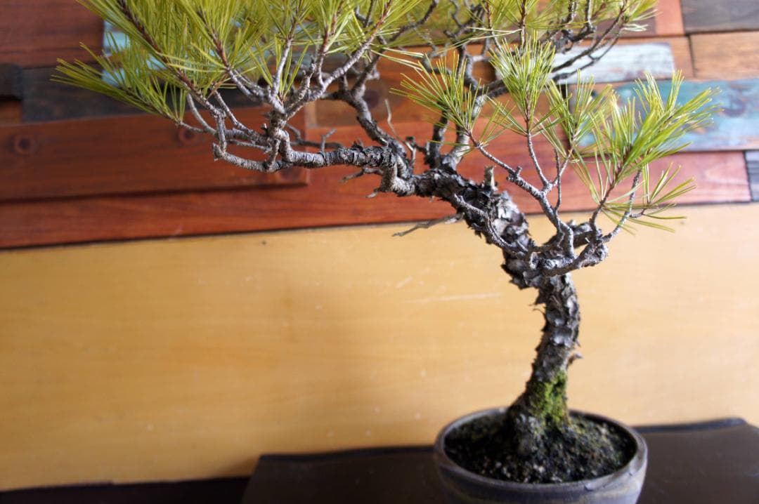 盆栽 『赤松』 インテリア 観葉植物 園芸 ガーデニング 送料無料 b201