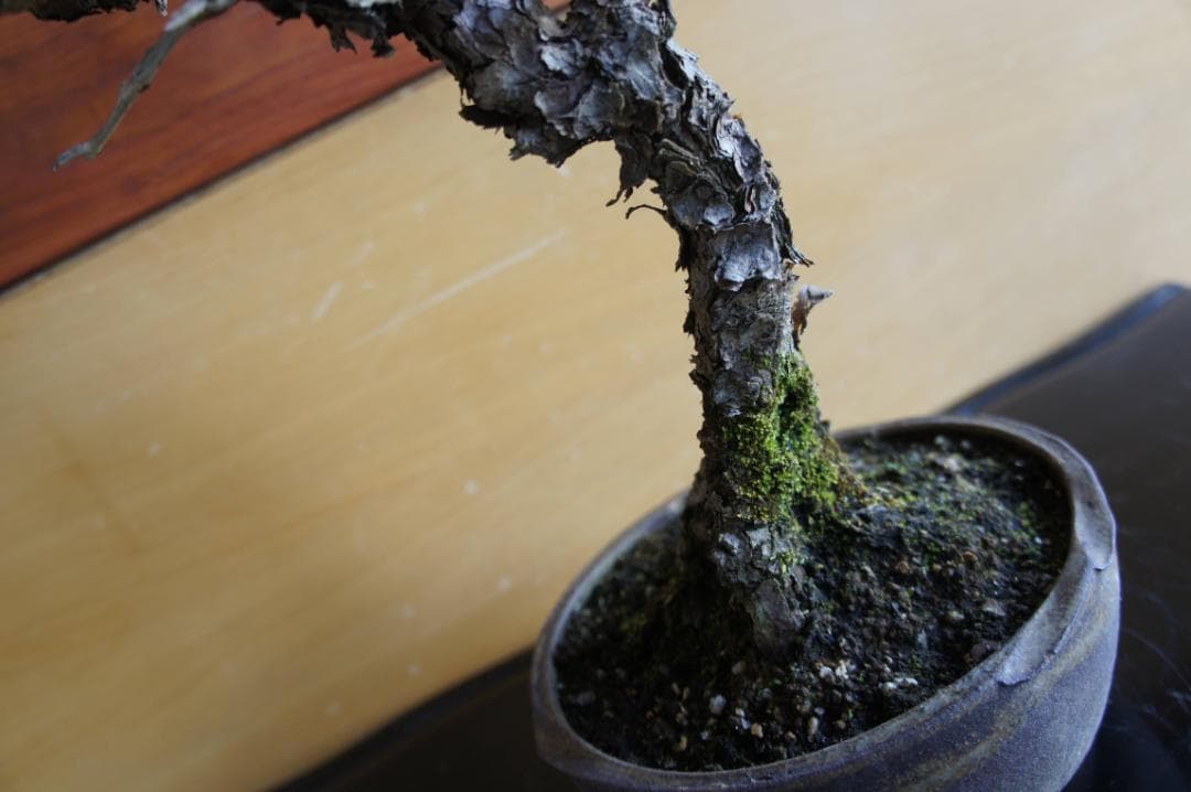 盆栽 『赤松』 インテリア 観葉植物 園芸 ガーデニング 送料無料 b201