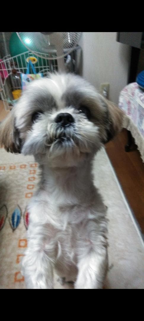 羊毛フェルトのみるくさんご確認用