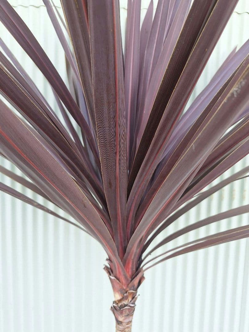 コルジリネ【レッドスター】　(赤ドラセナ)