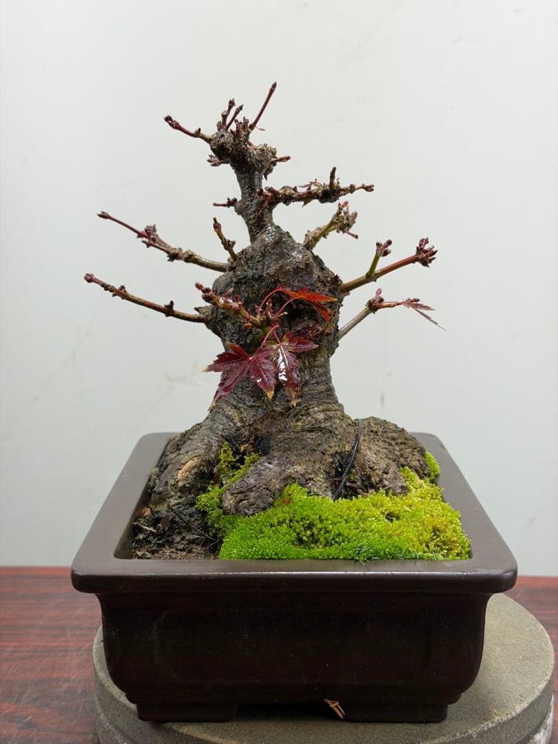 【ガチ盆栽】ヤマモミジ　山もみじ　根ばり良い　激古　太幹　小品盆栽