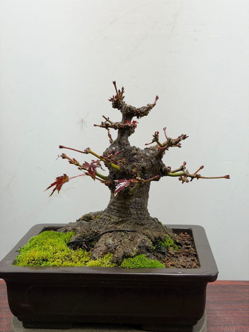 【ガチ盆栽】ヤマモミジ　山もみじ　根ばり良い　激古　太幹　小品盆栽