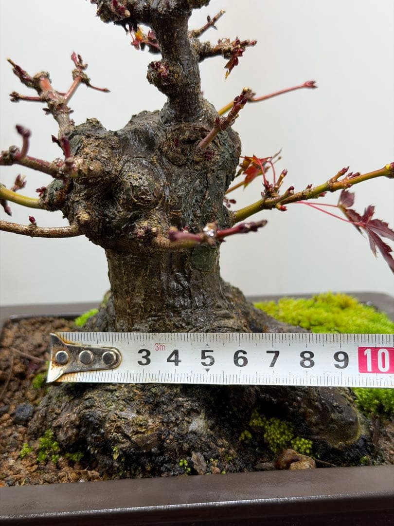 【ガチ盆栽】ヤマモミジ　山もみじ　根ばり良い　激古　太幹　小品盆栽