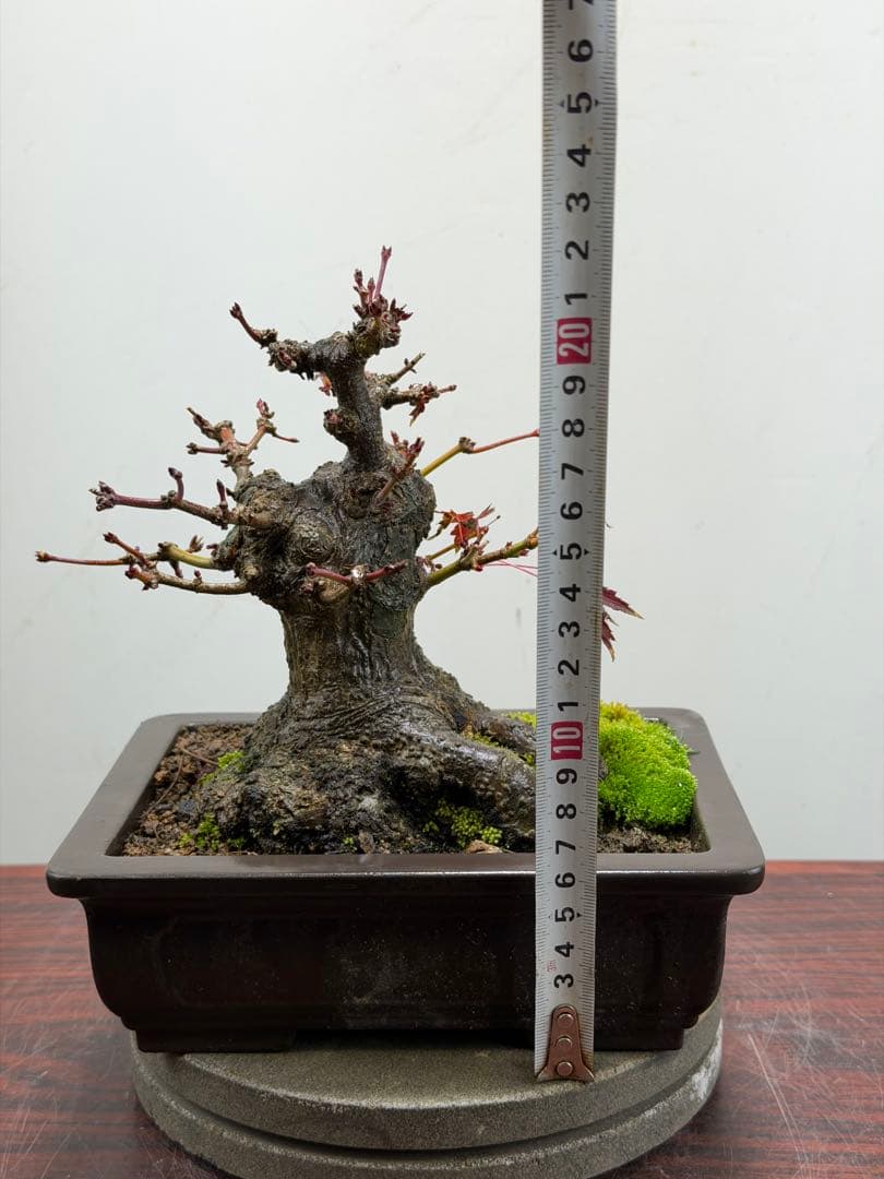 【ガチ盆栽】ヤマモミジ　山もみじ　根ばり良い　激古　太幹　小品盆栽