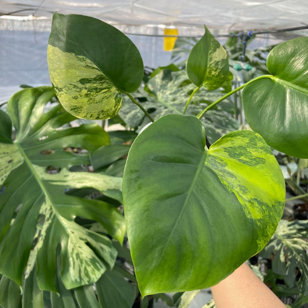 MS4 モンステラ　イエローマリリン　黄斑入り