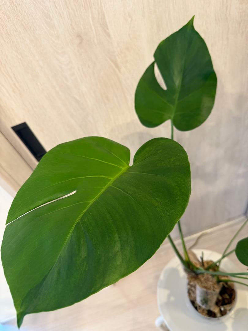 モンステラ・ポトス Monstera Mint \"Green on Green\"