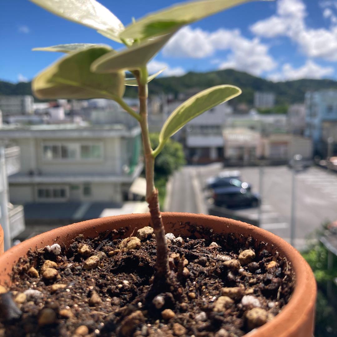 メ*ル様 【11】2年目実生株に接木をした「斑入りパンダガジュマル」