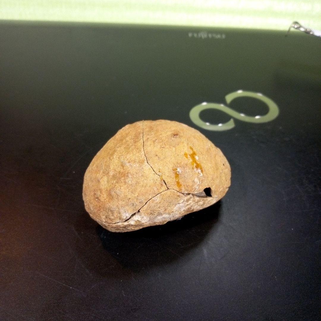 三葉虫　化石　fossil　ボリビア産　trilobite　ノジュール管理③