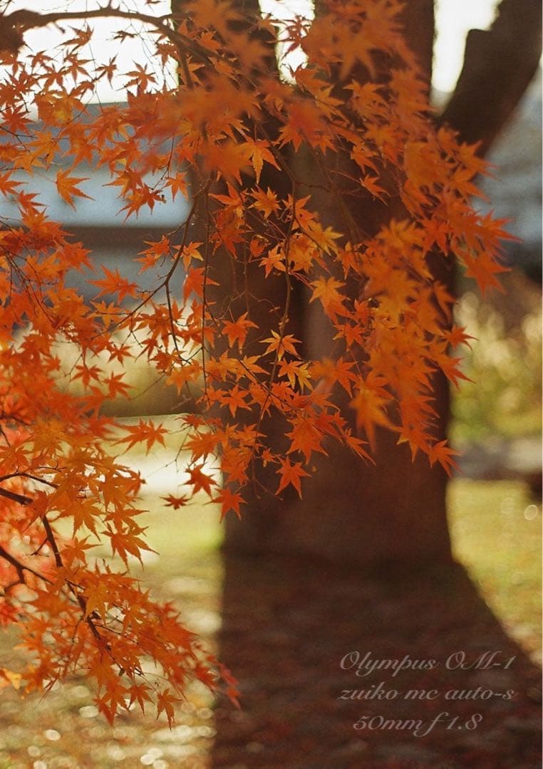 入門に★olympus om-1レンズセット★完動品＊美品＊初期保証＊作例多数！