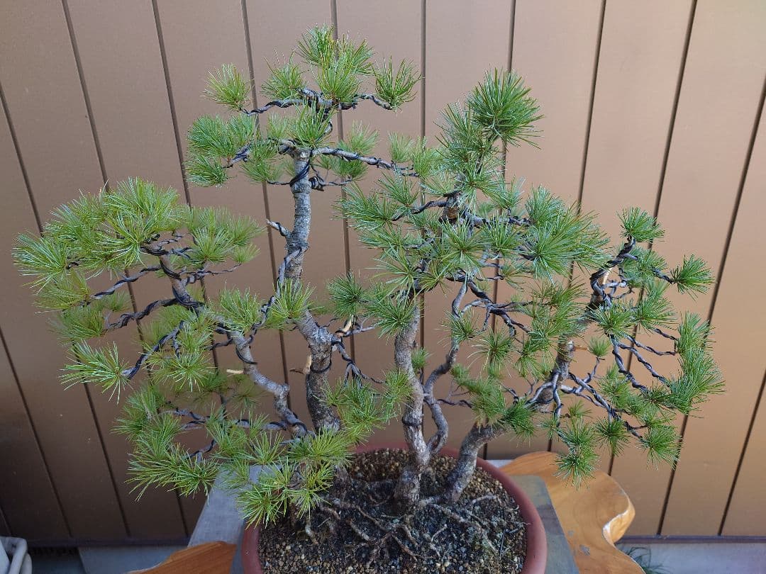 盆栽　五葉松　樹高60cm