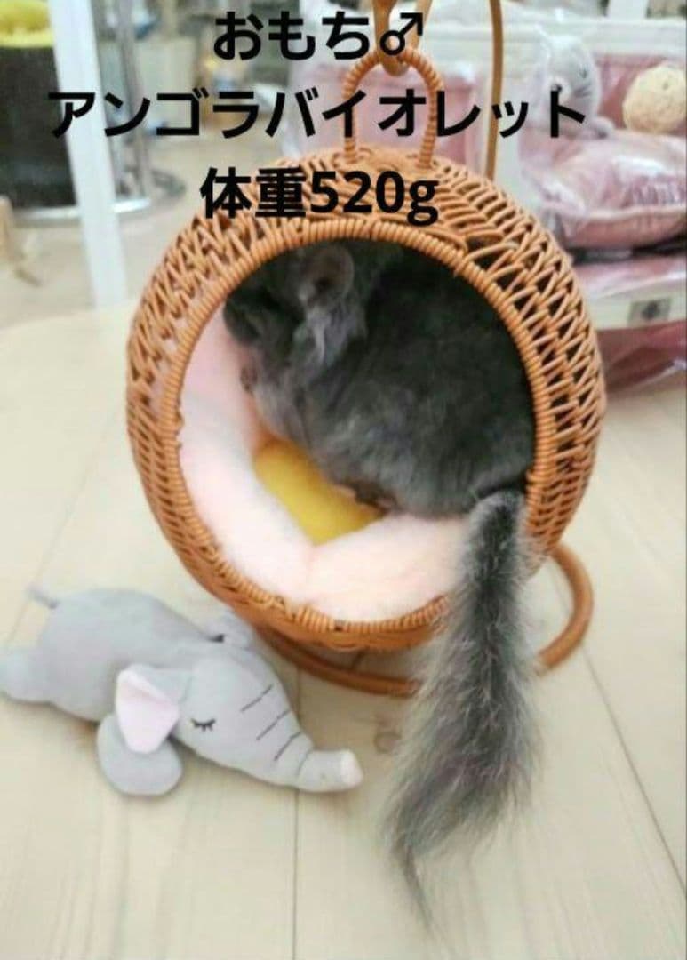 新品② チンチラ ハンキング ベッド ハウス モモンガ 小動物 子犬 ハンモッグ