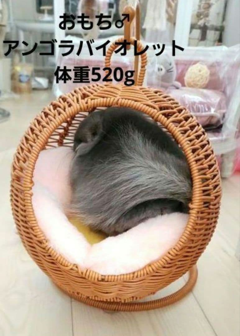 新品② チンチラ ハンキング ベッド ハウス モモンガ 小動物 子犬 ハンモッグ