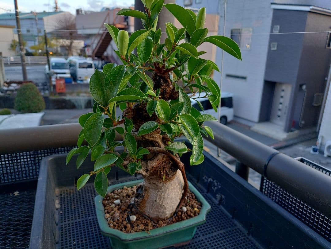 沖縄産ガジュマル盆栽 メルカリ便