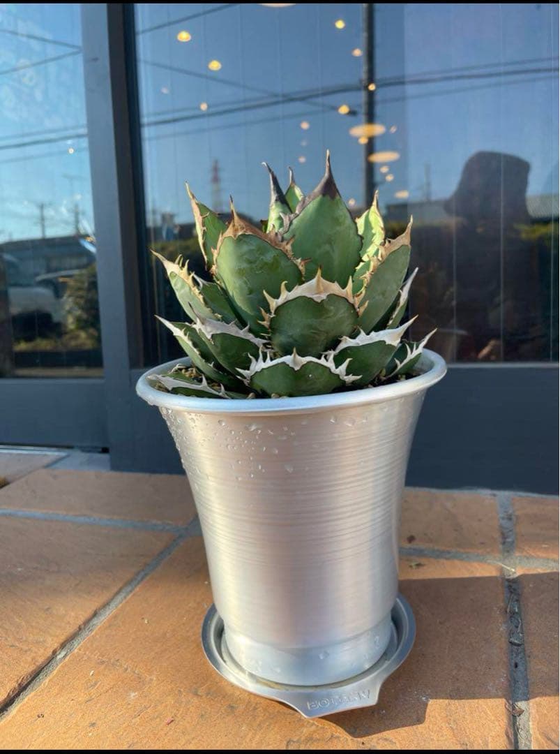 【極上高級株】アガベ チタノタ イラン産　シャーク 大型 アルミニウム鉢付