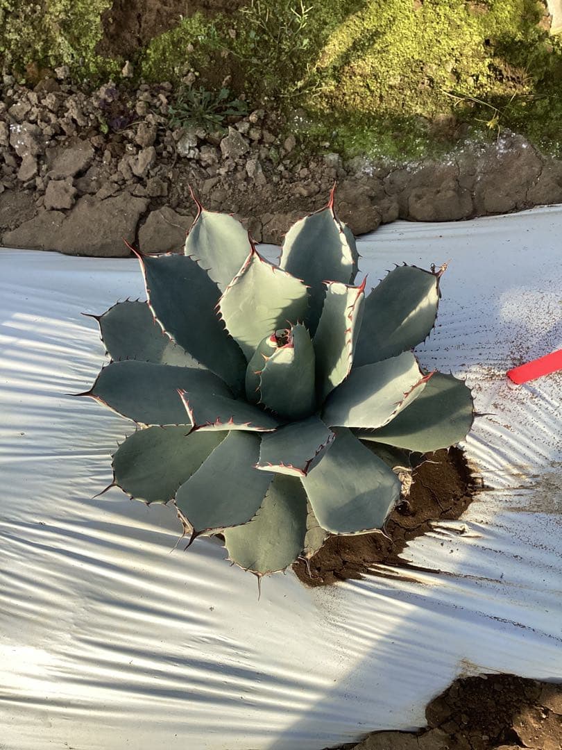 アガベ　トランカータ　実生　1