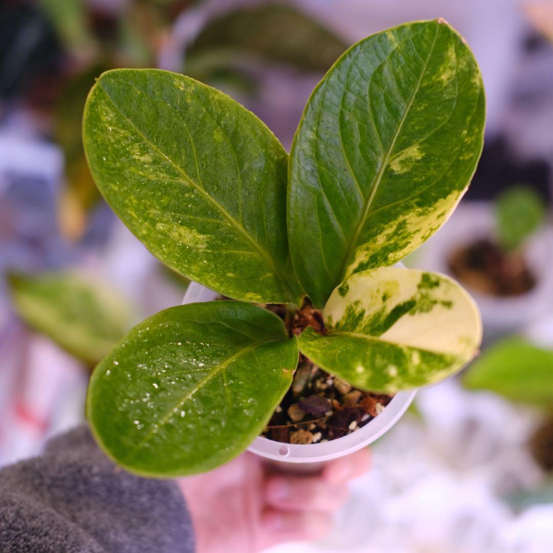 その他観葉植物 Anthurium Hookeri Sweeta Pink Polkadot