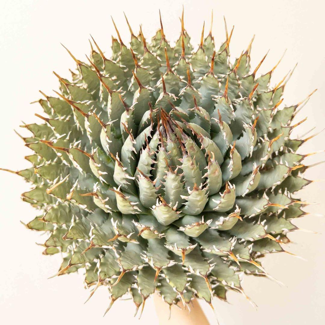 【目玉商品】 ユタエンシス エボリスピナ 現地株 ベアルート 陽炎 アガベ