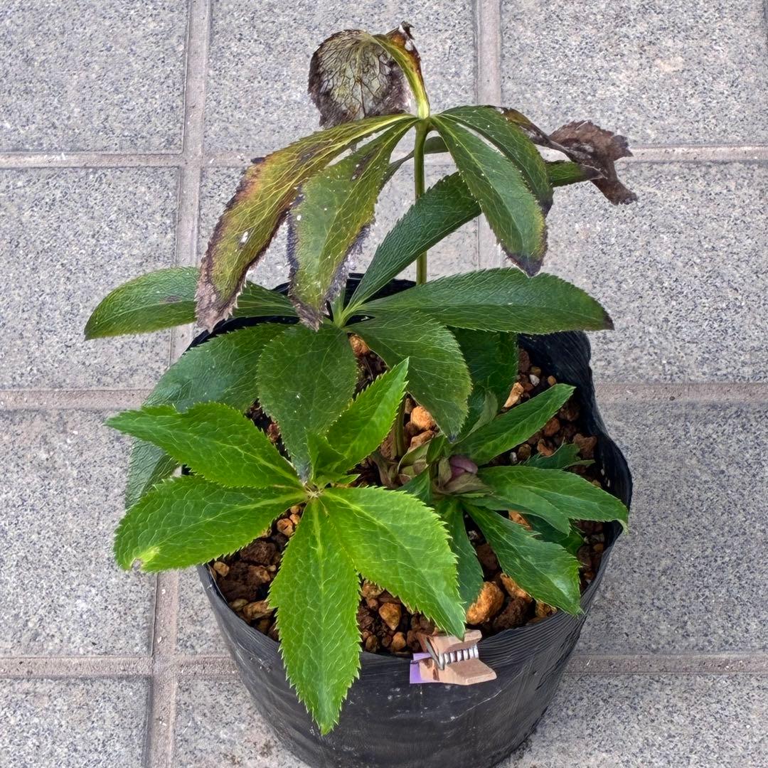 の*ん様 ☘️蕾付き☘️3305⭐️小輪⭐️超多弁⭐️アンティークカラー⭐️広瀬