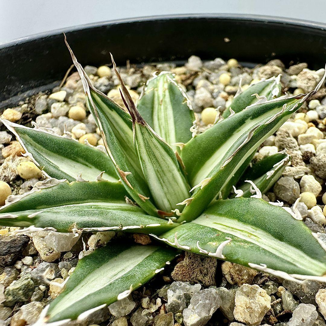O40 多肉植物アガベ　ホリダ horrida  特殊錦 希少錦 鮮明錦 黄中斑