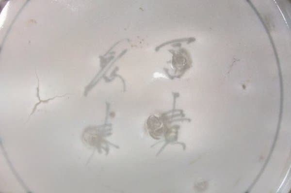 古伊万里 染付 雲文「冨貴長春」皿 時代物 逸品 古美術 江戸期