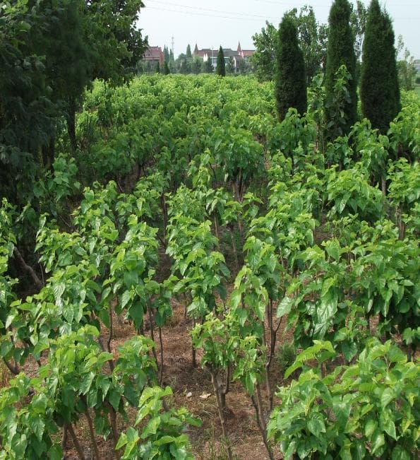 hime様用　真綿ふとん　増量 1kg　 シルク１００％　シングル　3717b