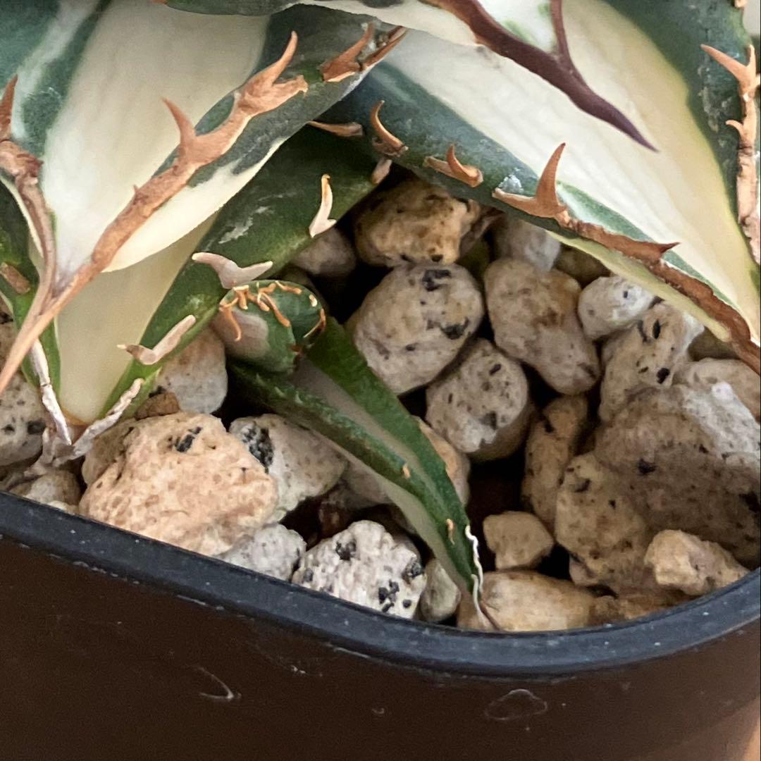 選抜　【匿名配送】　活着　特大　子株付き　アガべ　太陽神錦　白中斑　TC