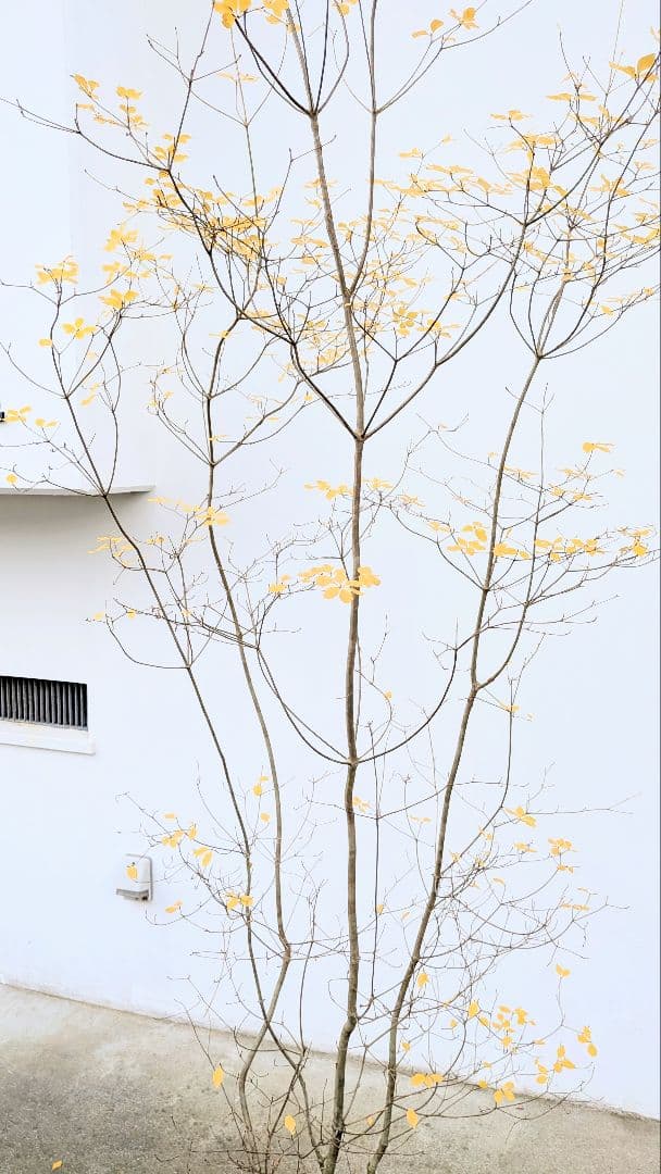 極美。山採りドウダンツツジ。