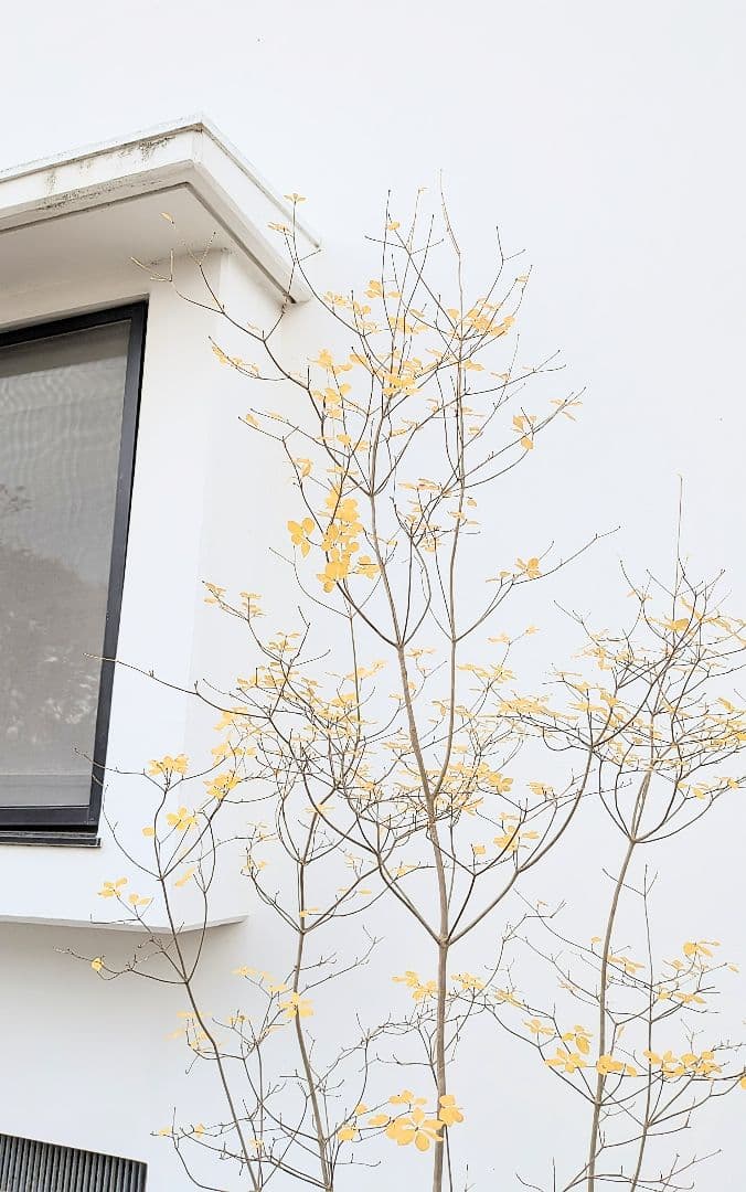 極美。山採りドウダンツツジ。