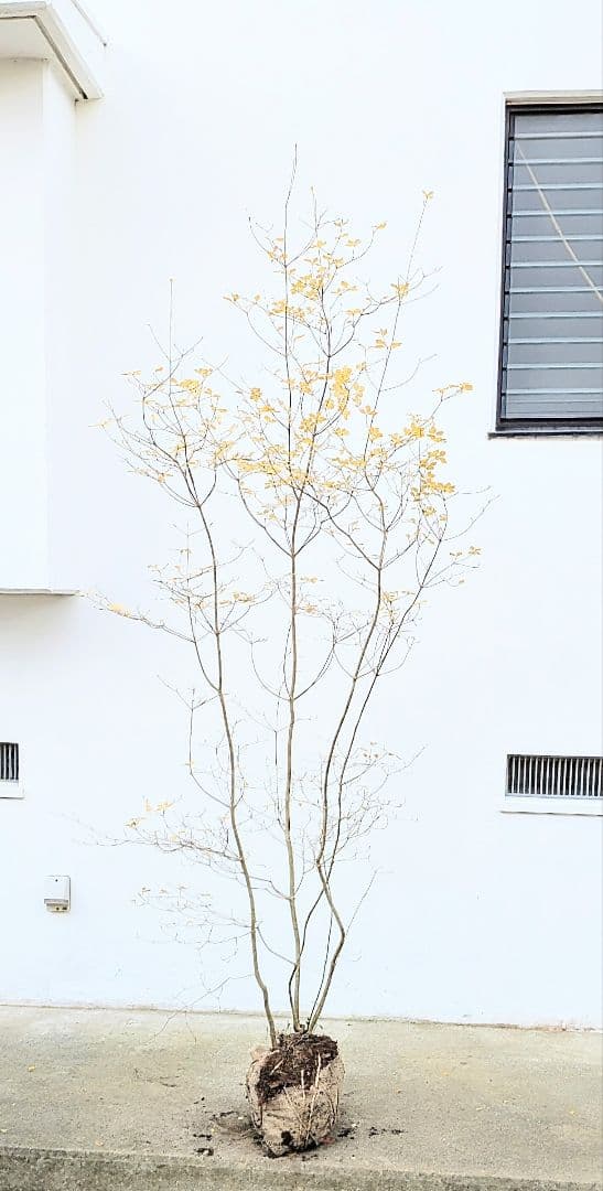 極美。山採りドウダンツツジ。