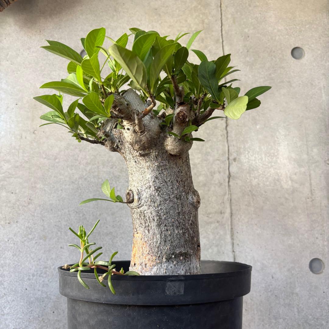【連休限定SALE】アダンソニア バオバブの木 星の王子さま