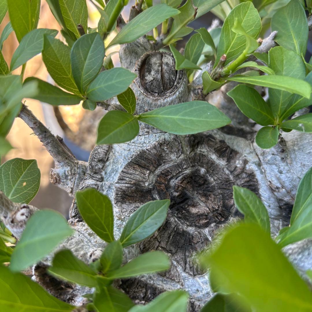 【連休限定SALE】アダンソニア バオバブの木 星の王子さま