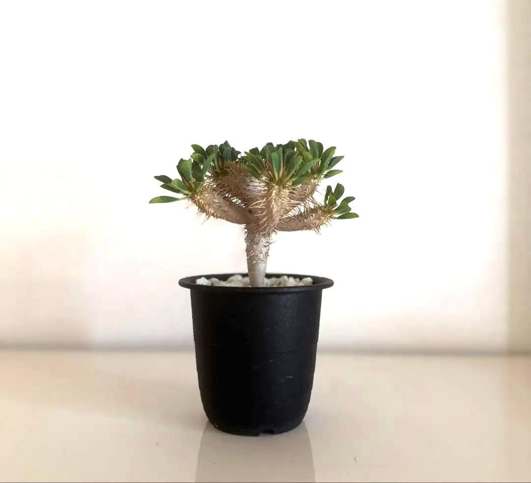 【綴化ver.】ユーフォルビア☆ギラウミニアナ