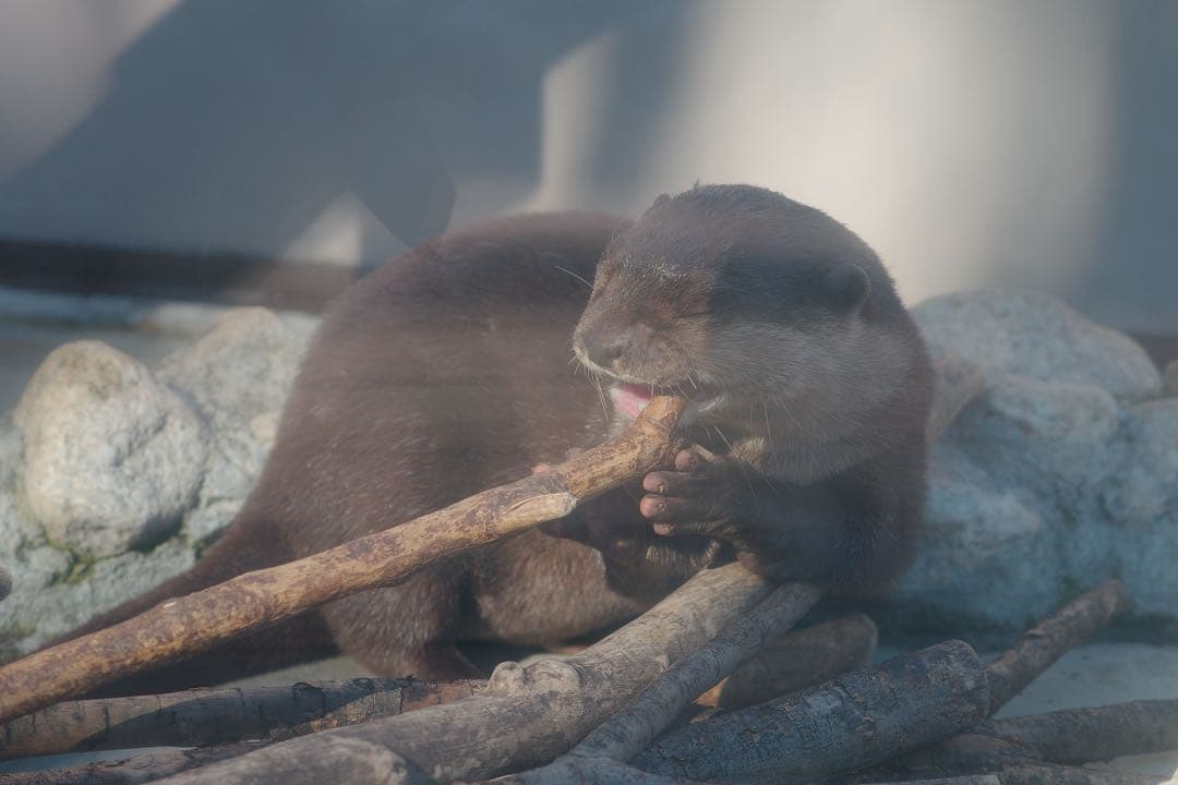 美品RICOH GRIIIx Urban Edition ショット数1612