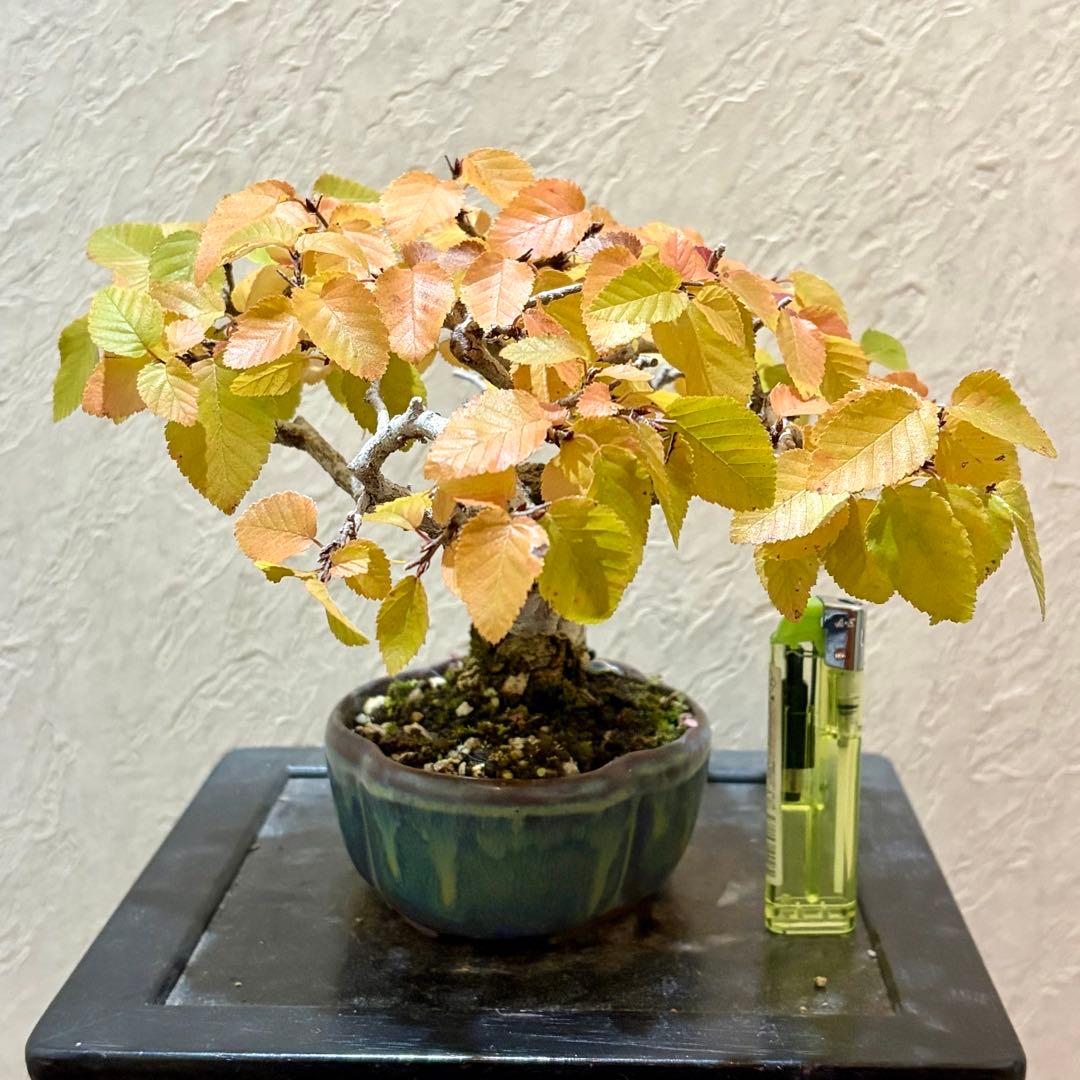 樹高13.5㎝　イワシデ　ソロ　小品盆栽　BONSAI 真柏　黒松　五葉松　紅葉