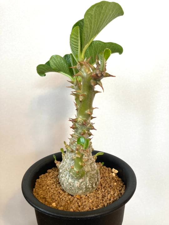 パキポディウム ウィンゾリー