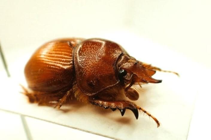 オーストラリアの希少ムネアカセンチ