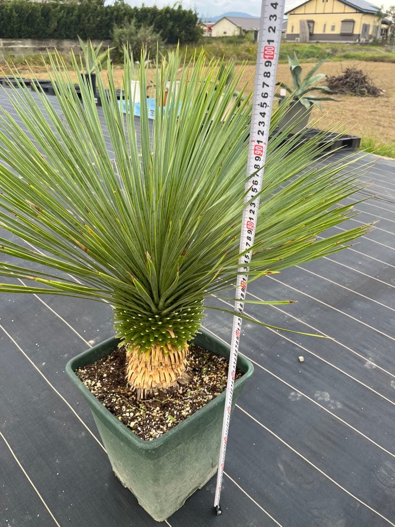 ユッカ　ロストラータ　幹上がり　15