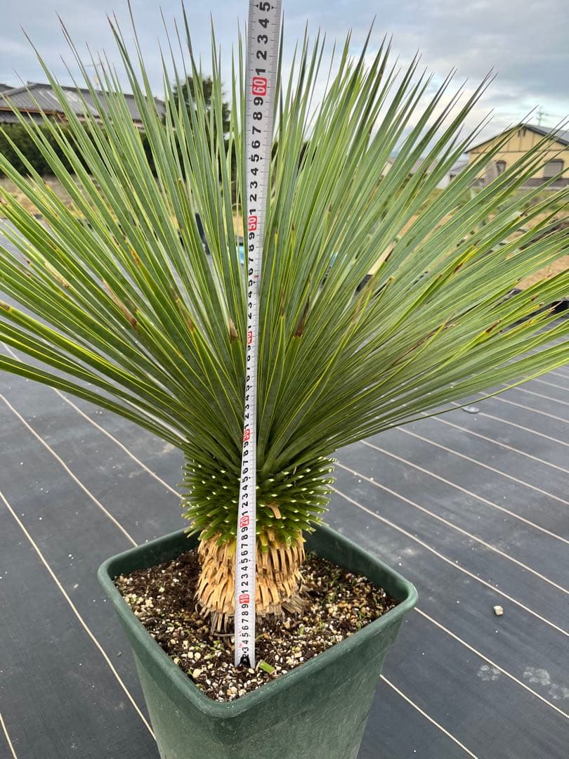 ユッカ　ロストラータ　幹上がり　15