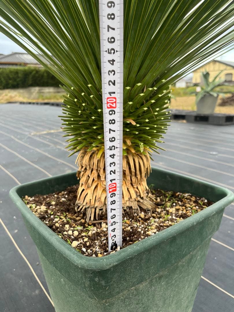 ユッカ　ロストラータ　幹上がり　15