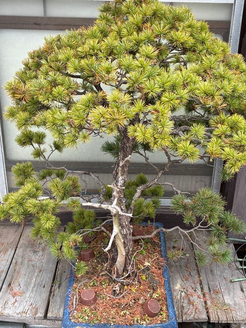 ★盆栽★ 赤石五葉松　E12- 樹齢100年以上　★愛媛県より発送★