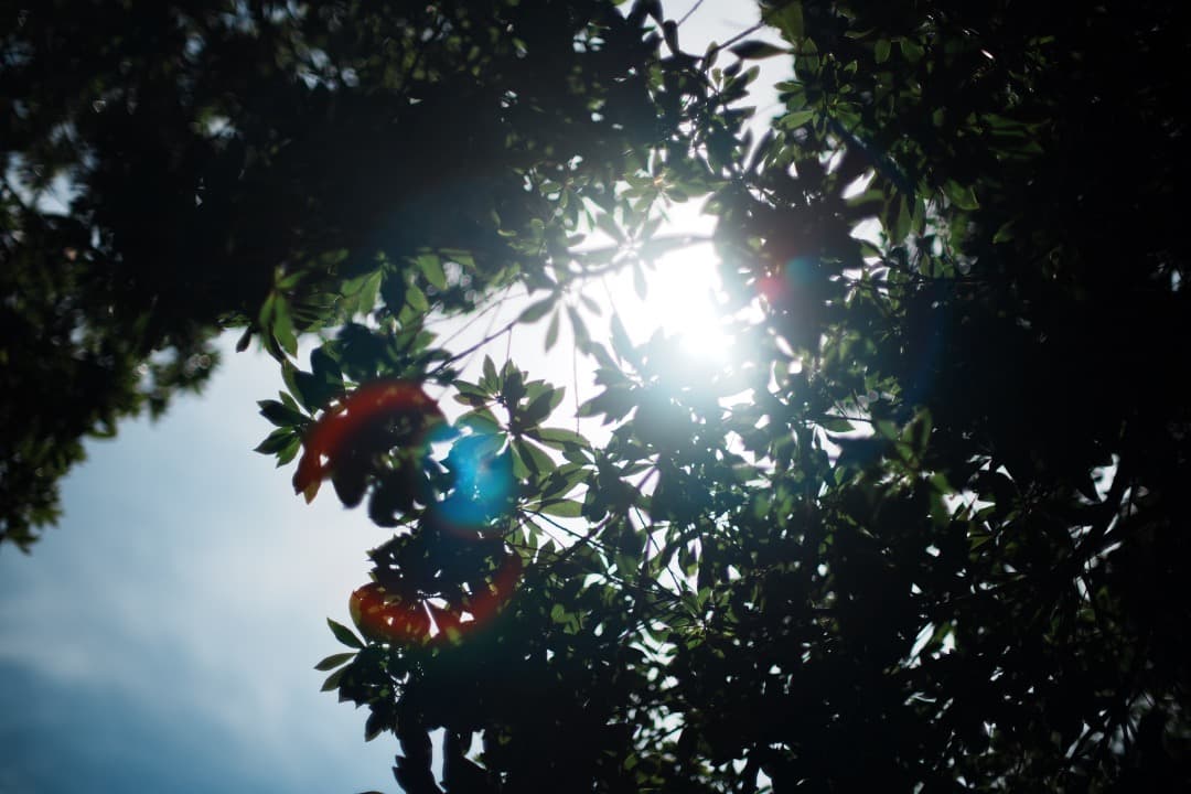 【極美品】 Canon New FD 50mm F1.2 382 キャノン