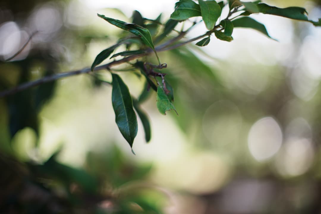 【極美品】 Canon New FD 50mm F1.2 382 キャノン