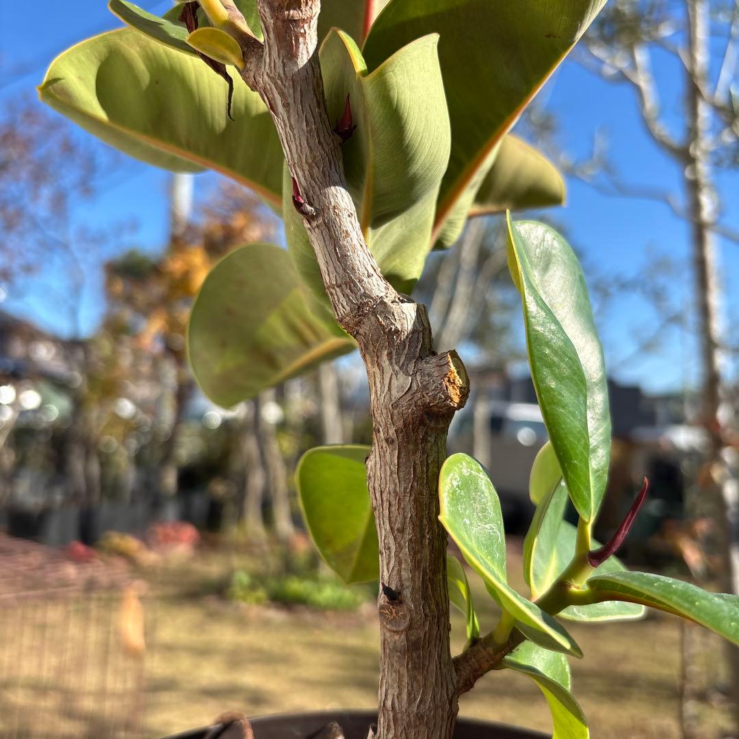 フィカス　マルコ　植物　インテリア