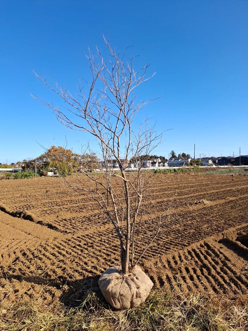 ナツハゼ 雑木 ――アオダモ アオハダ モミジ 山彩り ――