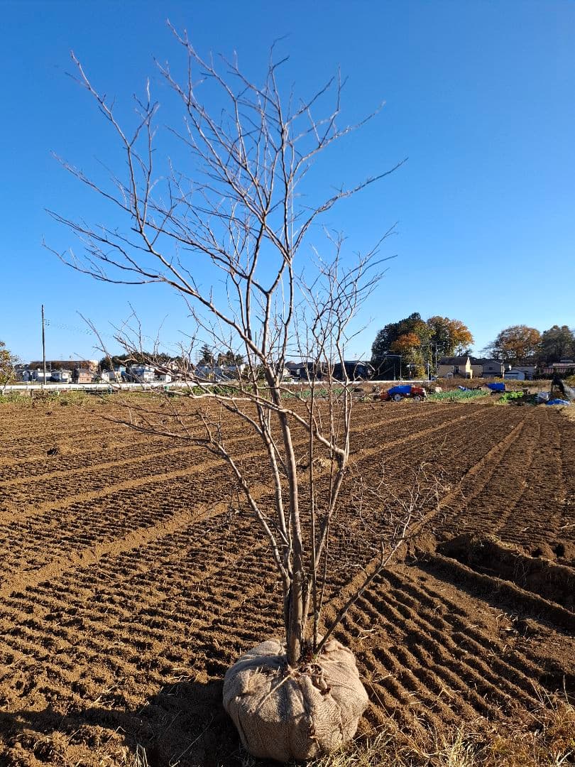 ナツハゼ 雑木 ――アオダモ アオハダ モミジ 山彩り ――