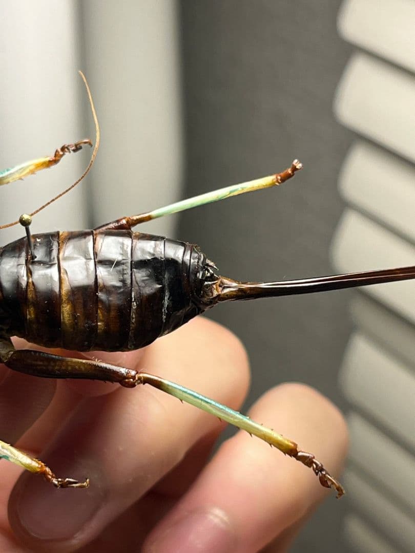 【94mm♀】マッチョキリギリス コロギス リオック　昆虫標本