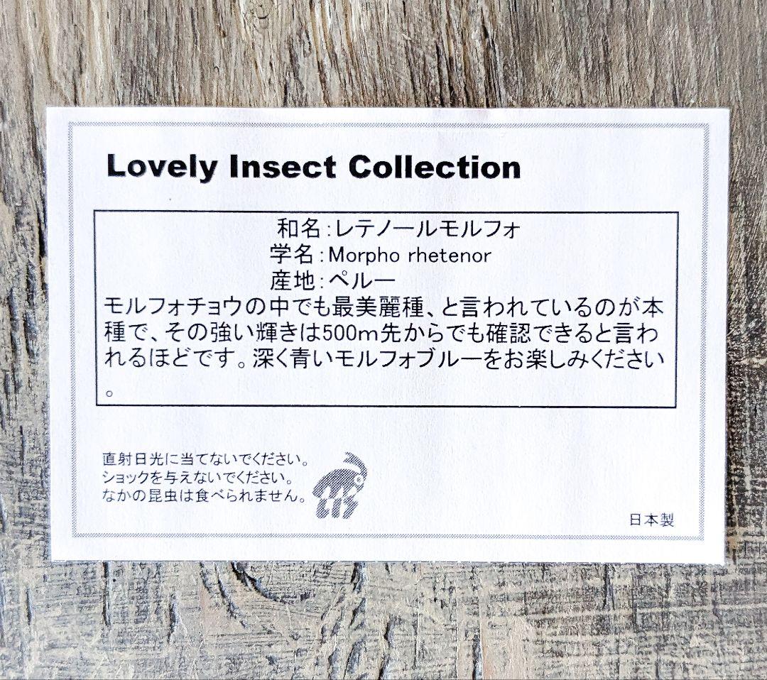 美品「レテノールモルフォ」標本　専用ケース付(ハンドメイド)